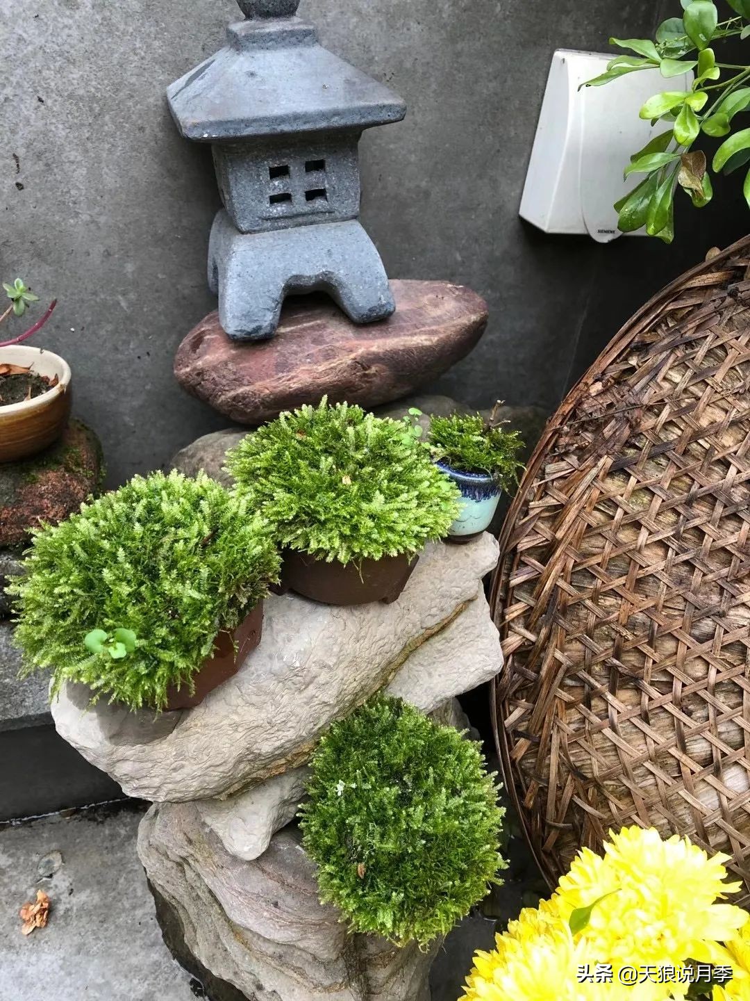 怎么打造露台小花园,如何打理自己的露台小花园