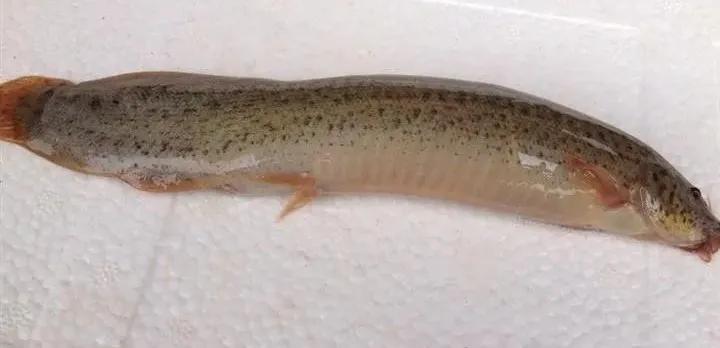 十种常见的水生动物,鳅科动物图片