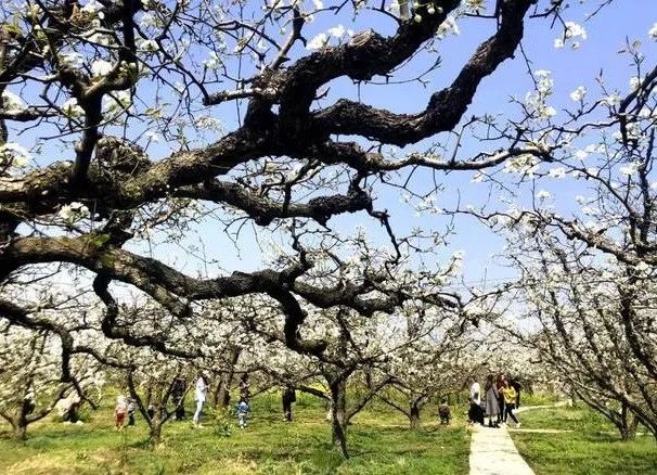 京郊四月美景,京郊四月