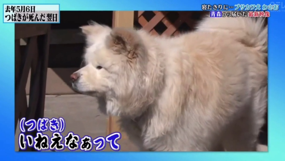 日本网红狗狗去世,日本狗死了