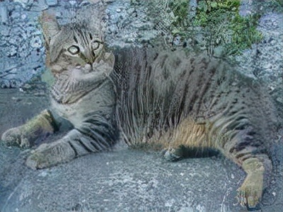 长着胡子的猫咪什么品种,有胡子的猫咪是哪种猫