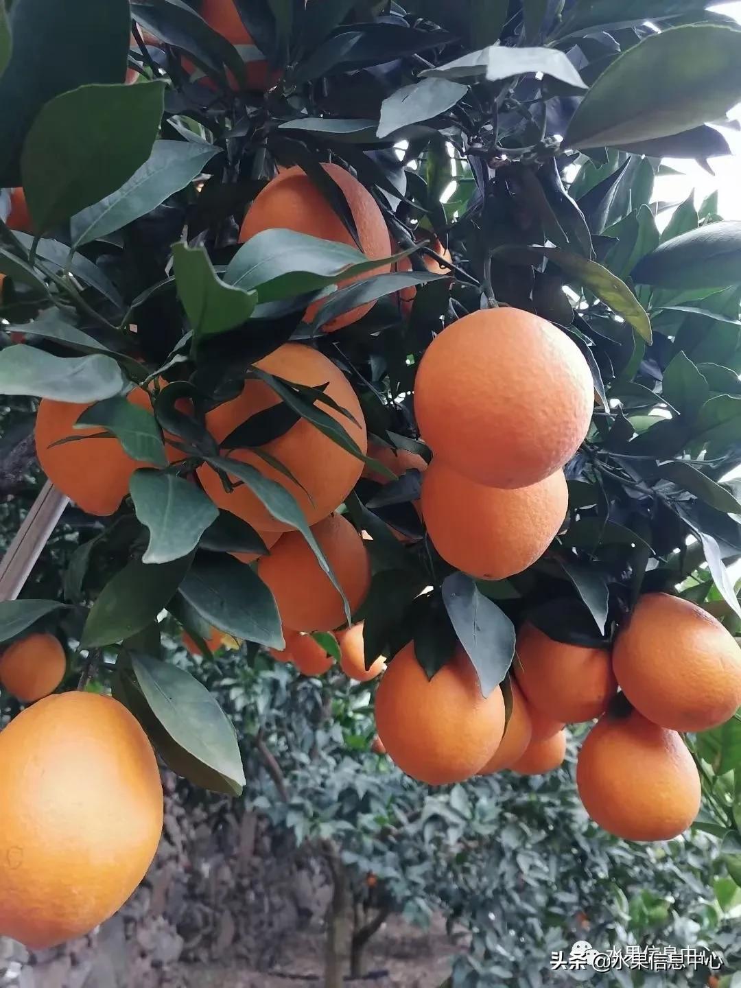 全国橙子产地在哪,中国橙子产地