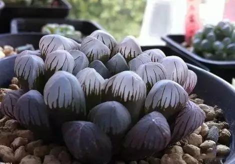 推荐轻松玩转100种常见多肉植物,700种多肉植物图鉴pdf百度云