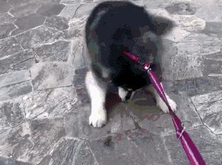 养一只阿拉斯加注意什么,养一只阿拉斯加是什么感觉