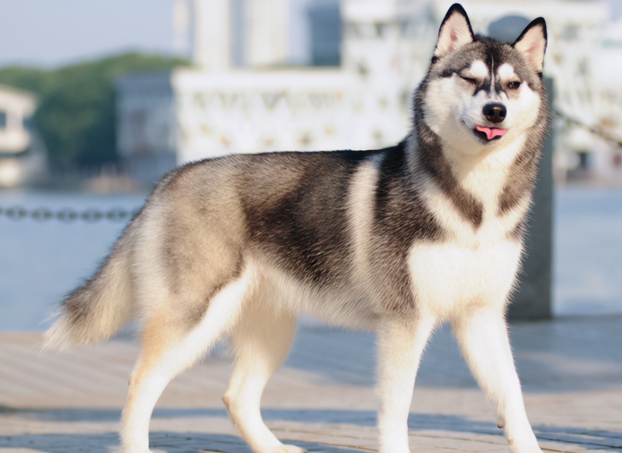 哈士奇的正确养法,正确养哈士奇的方法