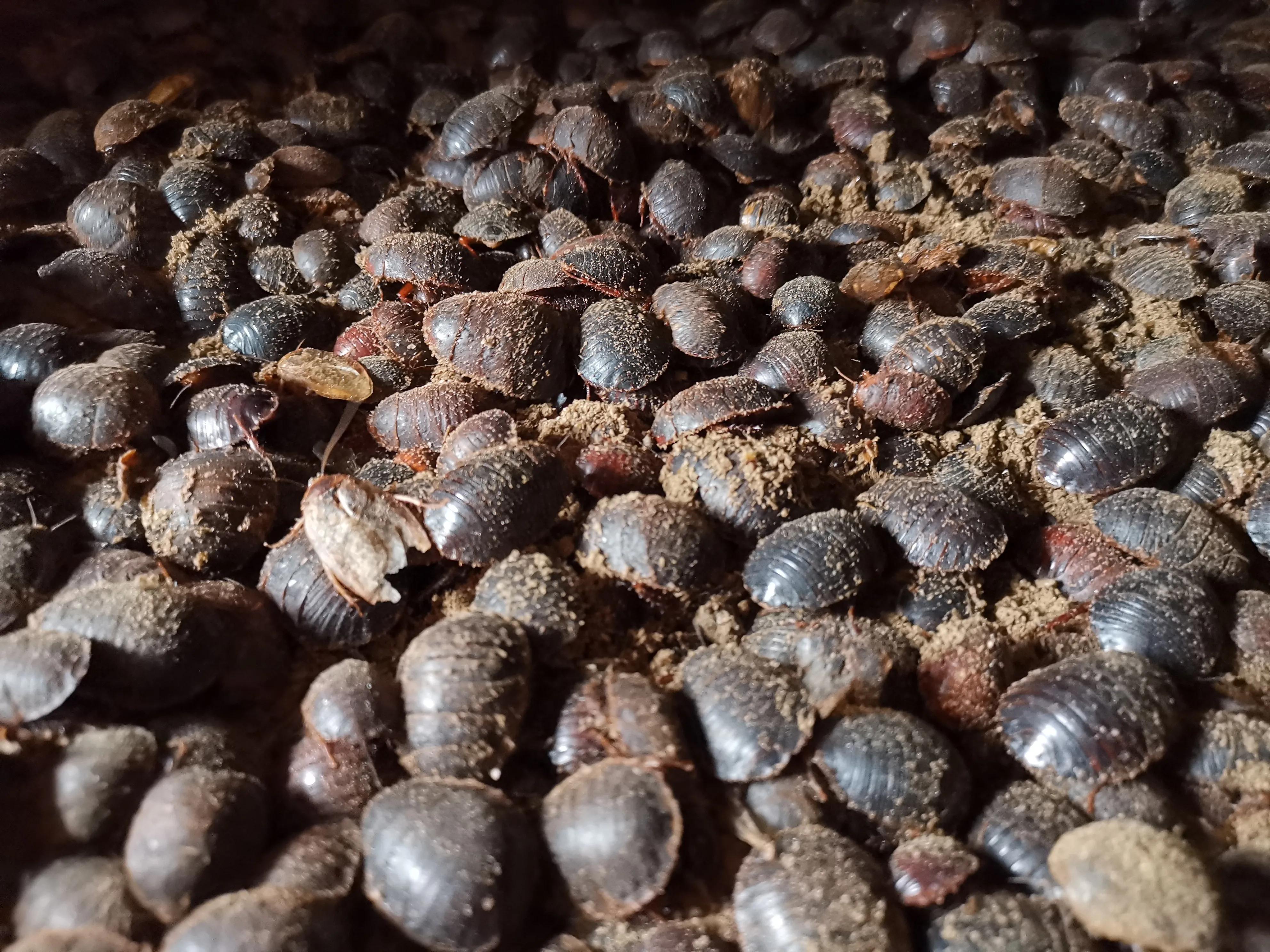 地鳖虫养殖技术教程,地鳖虫养殖前景