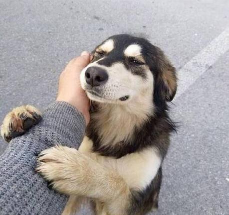 狗狗犯错了怎么正确的教训,狗狗犯错后如何正确告诉它犯错了