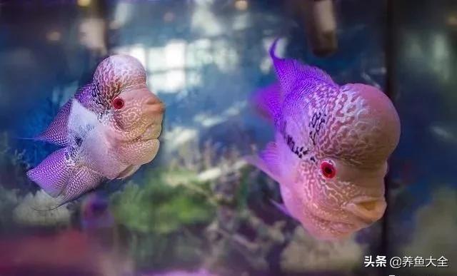 观赏鱼总打架怎么办,观赏鱼老是打架怎么办