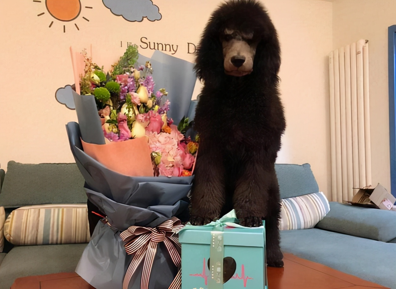 贵宾拉稀臭味怎么回事,巨型贵宾犬爱生病吗