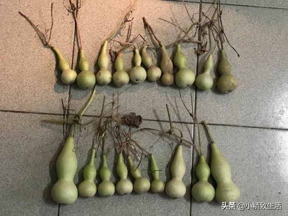 阳台小葫芦的种植方法和管理,在阳台上怎么样种小葫芦