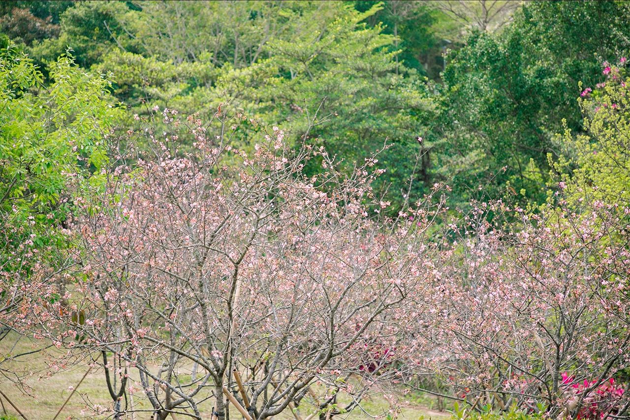 2021深圳免费适合遛娃玩地方排名,深圳免费游玩景点推荐