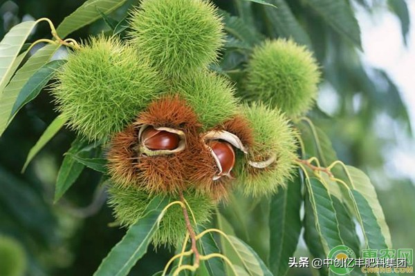 板栗园8种常见病虫害介绍及综合防治措施