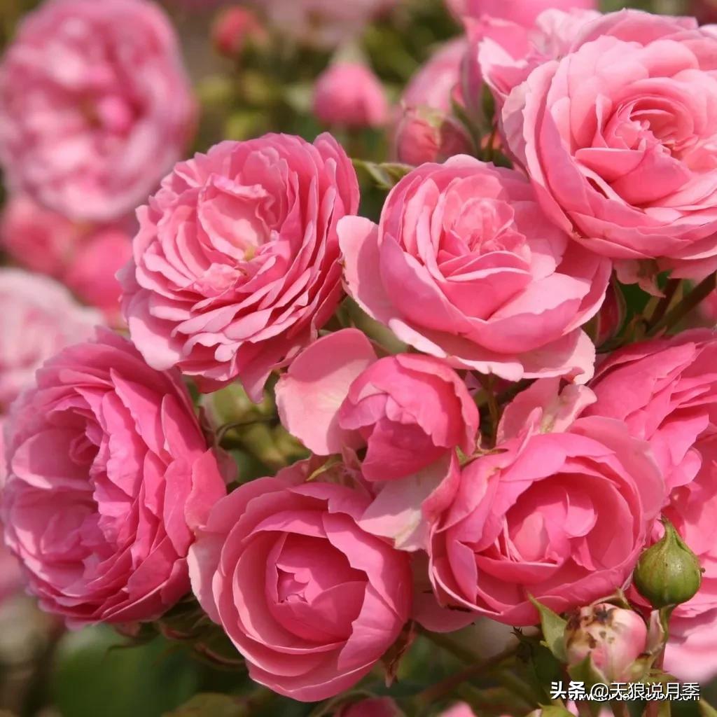 520你最想收到什么玫瑰,520这样的玫瑰你们喜欢吗