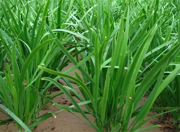 韭菜干尖和有黄白点什么原因,韭菜干尖是什么原因怎样防治