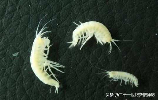 天下极境08:洞穴幽深,孰料别有洞天。万物生长靠太阳?未必