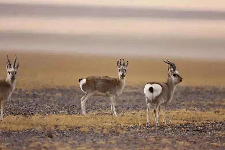 羌塘无人区为什么被称为生命禁区,世界上十大诡异禁区