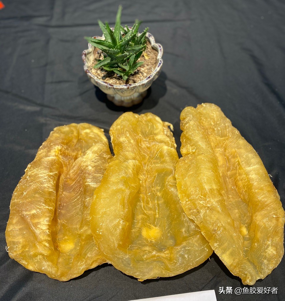 鱼胶是不是越大越厚营养越好,鱼胶正确的选择方法