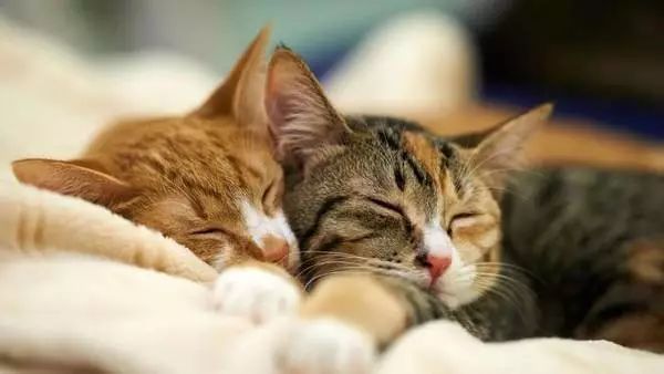 猫咪洗完澡声音变沙哑了怎么回事,猫咪流口水粘稠口臭声音沙哑