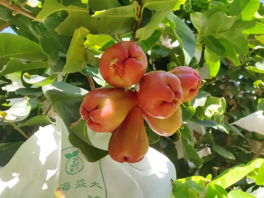 热带水果名单,热带水果王国攀枝花