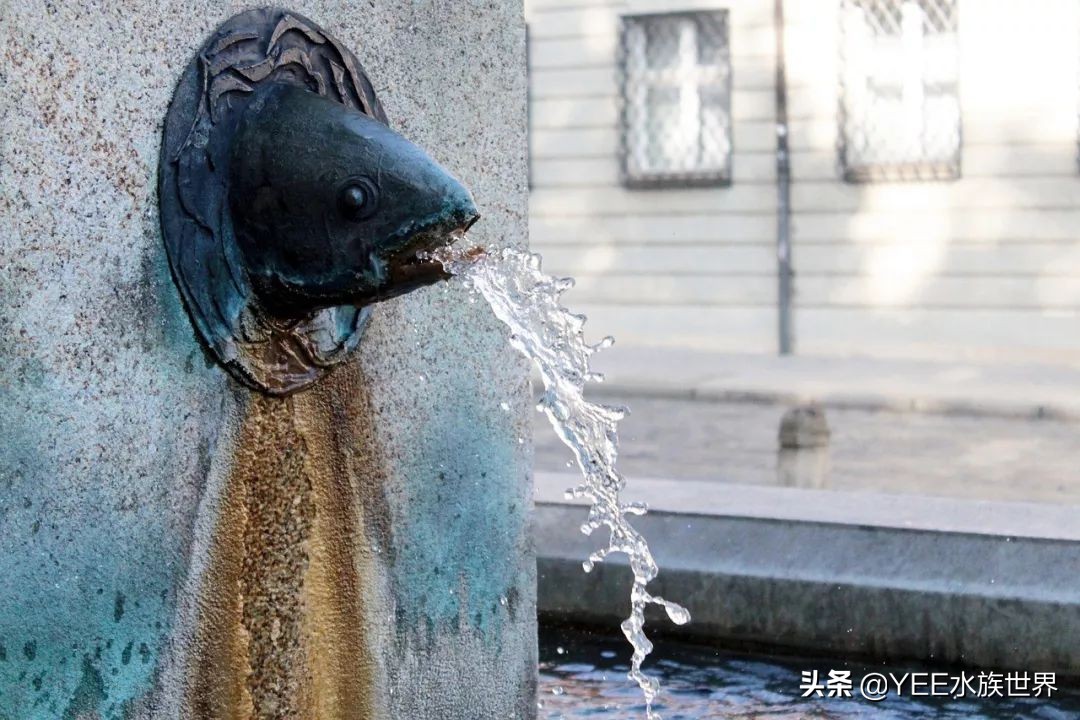 养鱼em菌的正确使用方法,在水产养殖中em菌是起什么效果