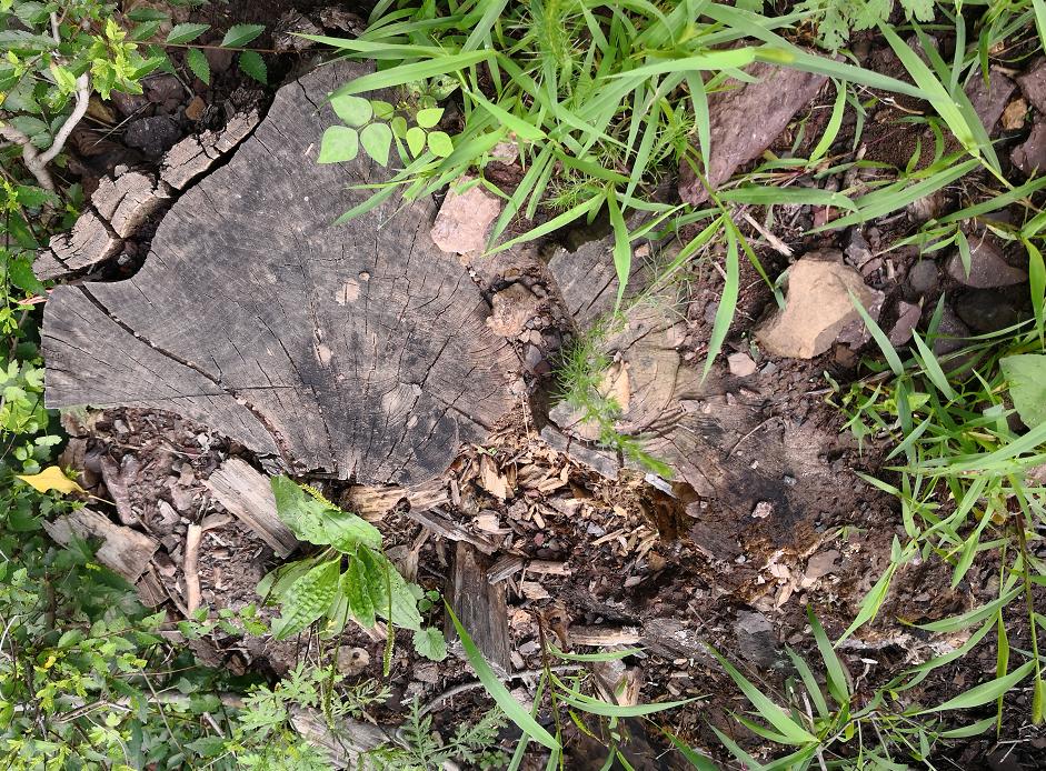 林地被毁八旬老人判刑,林地被毁八旬老人现怎处理