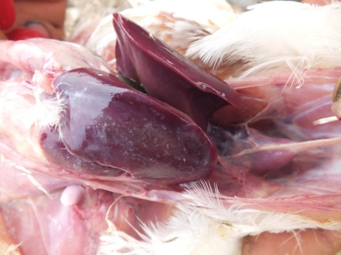 大肠杆菌最好的偏方,大肠杆菌怎么防治