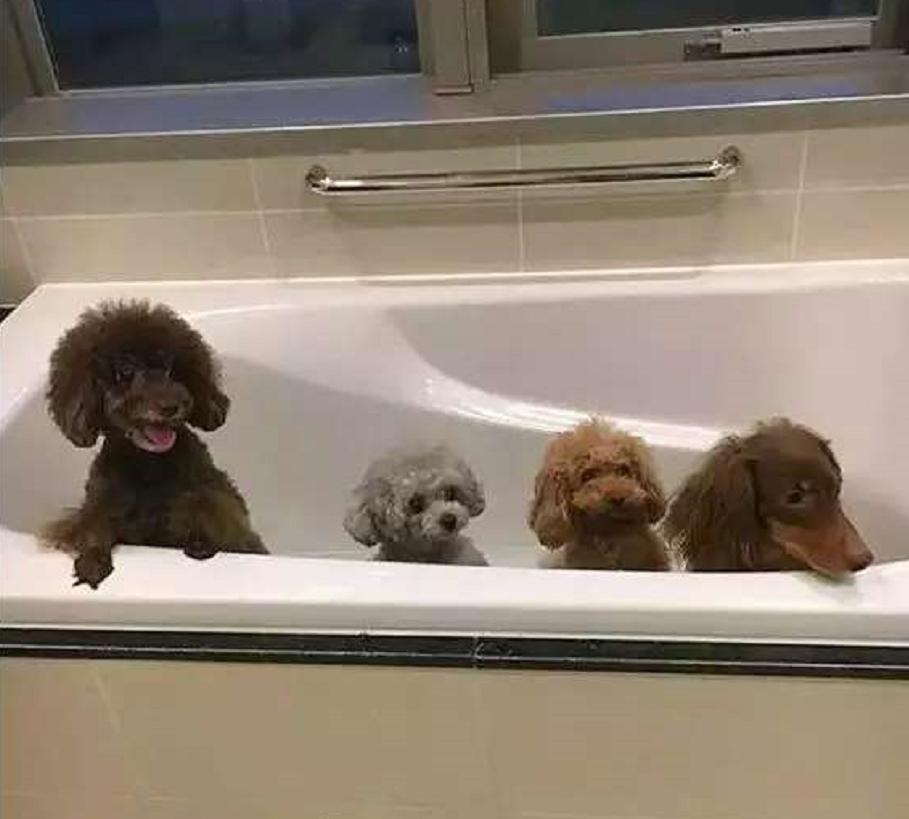 泰迪吃了葡萄然后吐了没事吗,泰迪吃了七八个葡萄一点事没有