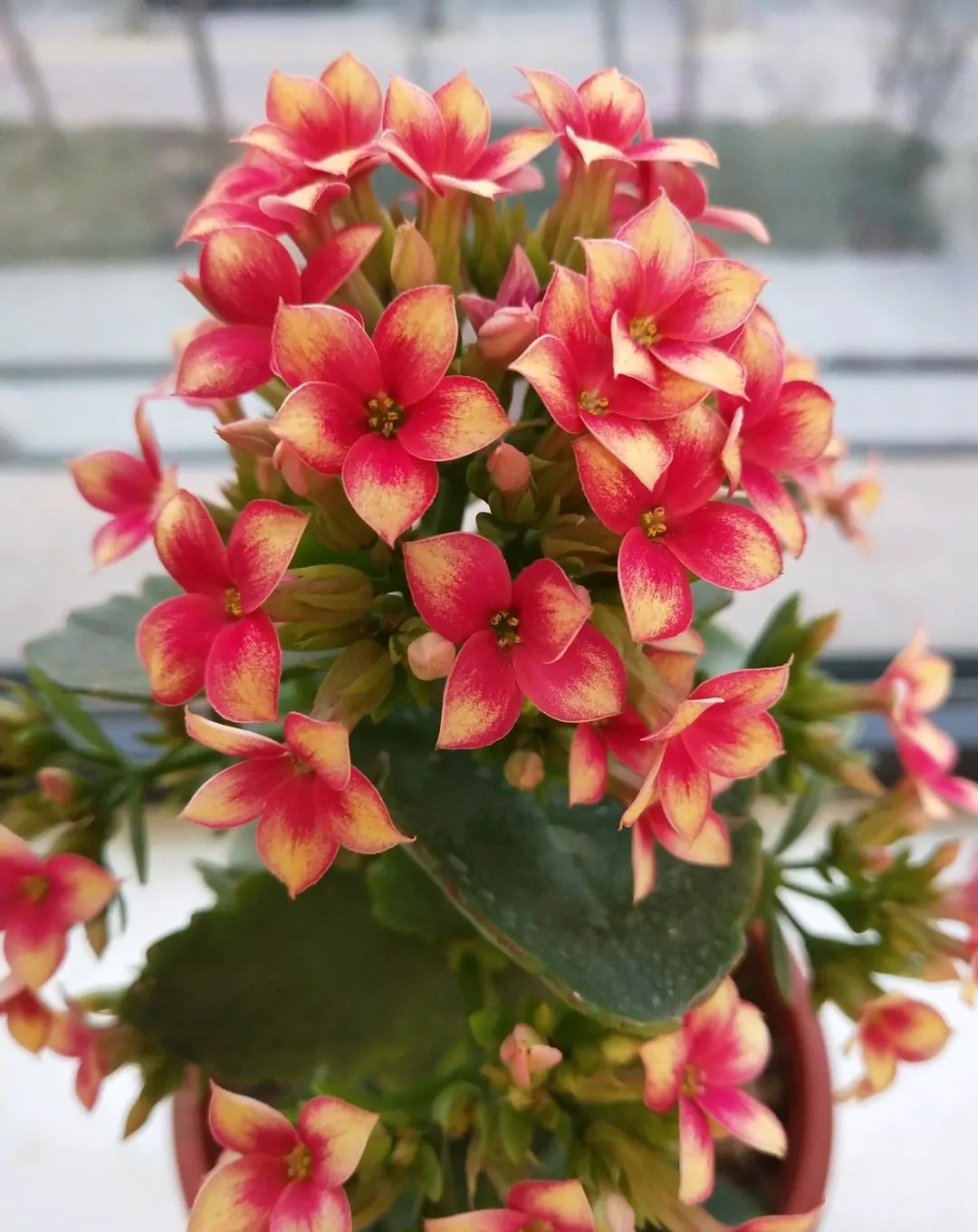 单瓣长寿花品种大全图,长寿花单瓣最好看的品种