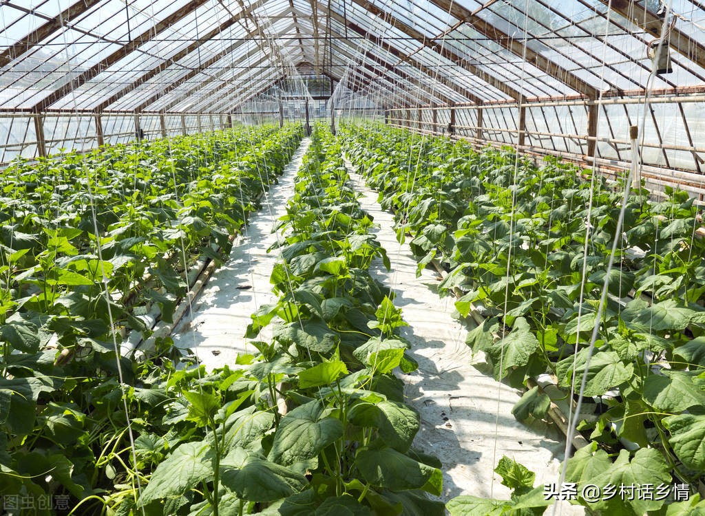 蔬菜定植后缓苗慢原因及解决方法,移栽西红柿缓苗后黄叶要不要摘掉