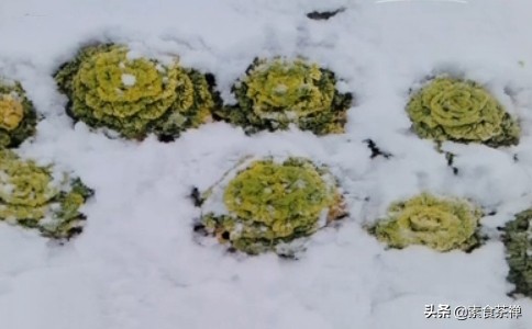 “雪地金花”黄心乌，一种越冻越好吃的蔬菜