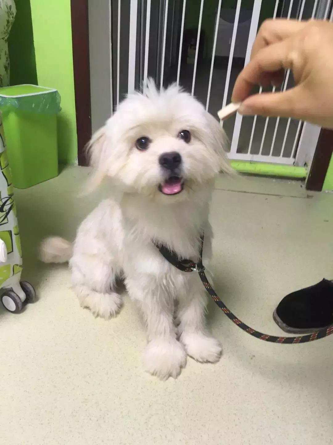 给它们一个家|线上宠物领养日,201903101