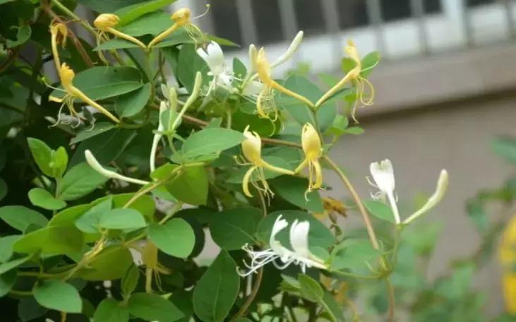 一年四季开花的爬藤花卉有哪些,一年就能爬满墙的爬藤花卉