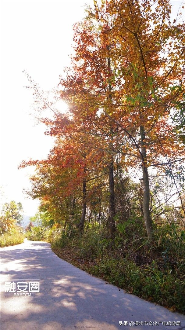 融安风景最好看的地方,融安十大游玩景点