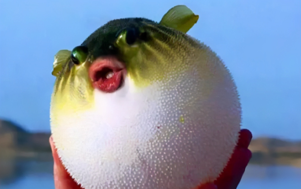 这种贝比眼镜蛇毒强80倍，海员食用后中毒身亡，为何还常被人吃