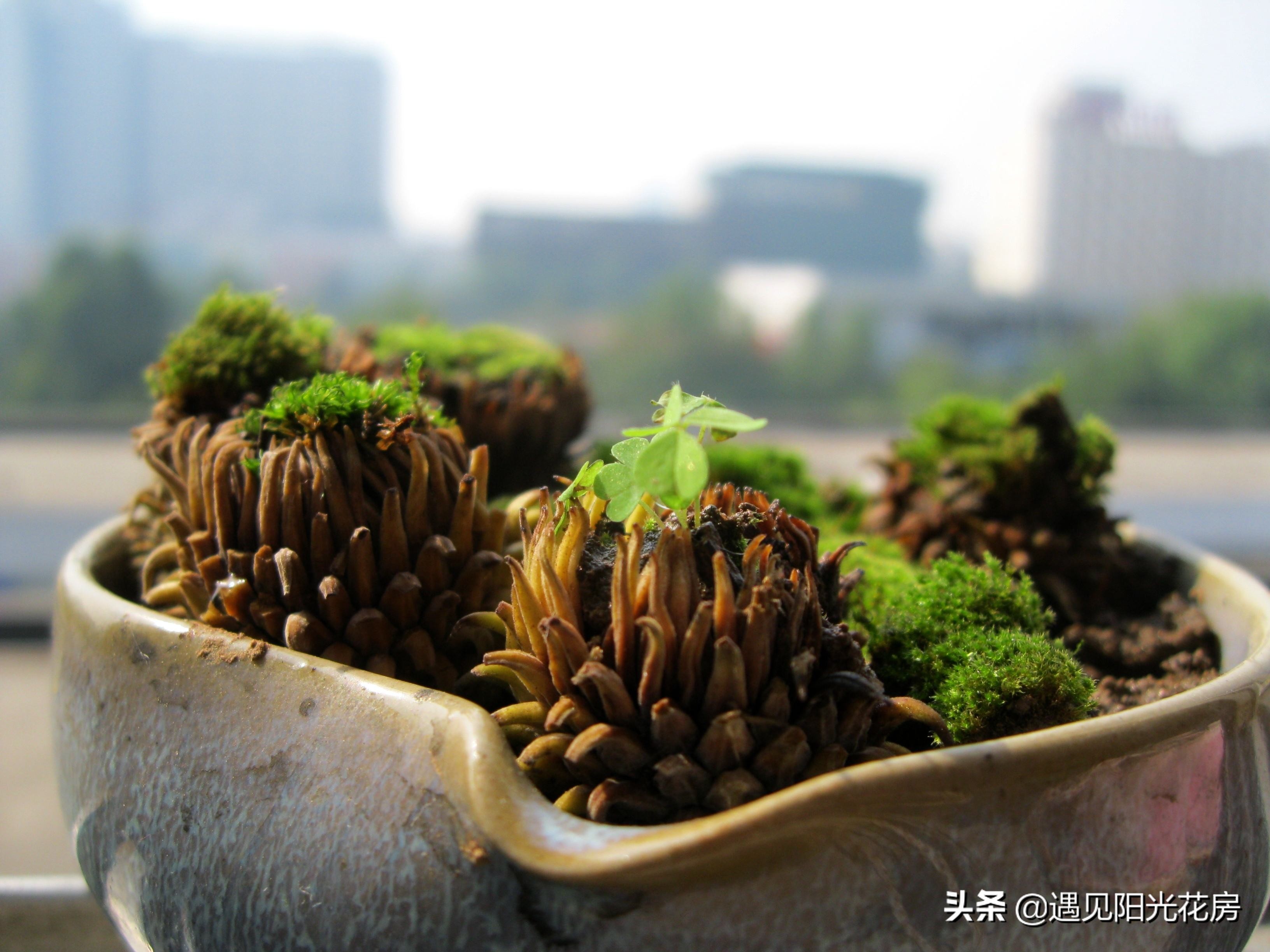 花盆里的苔藓用什么方法去除,室内盆栽铺苔藓对植物有好处吗