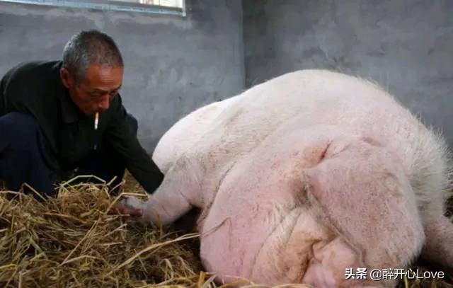 猪一辈子不杀能活多少年,猪一辈子不杀到底能长多大
