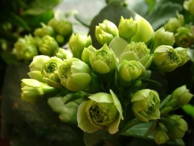 长寿花扦插后怎样浇水,长寿花浇水方法小视频