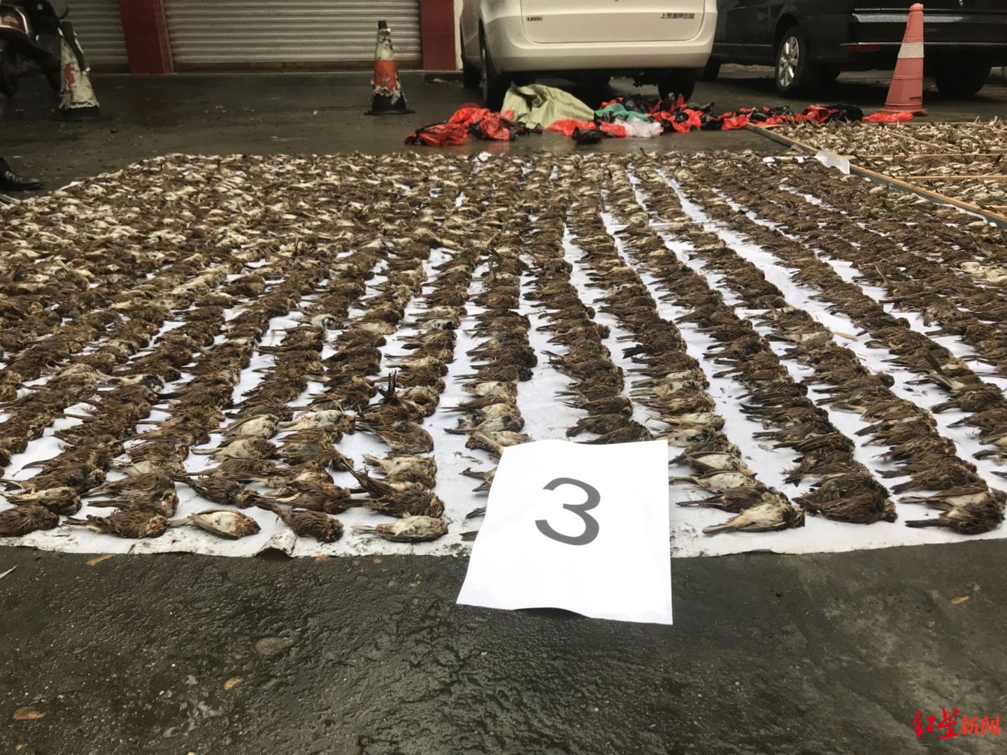 私自捕捉20只以下的麻雀犯法吗,捕捉小麻雀犯法吗