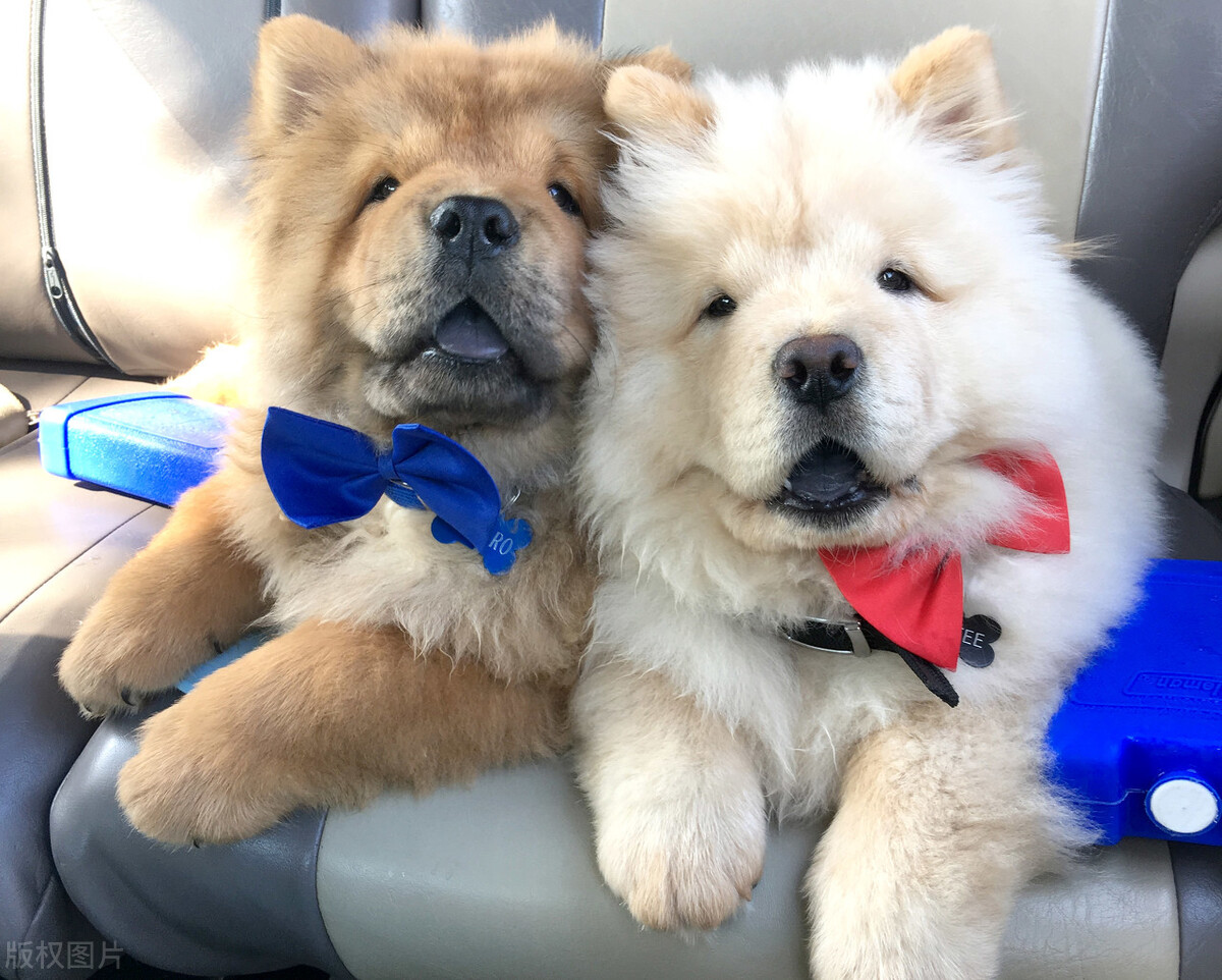 松狮犬的喂养与护理方法,松狮犬吃什么比较好养呢