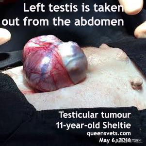 养了一年的母猫居然是公的,养了一年的猫才发现居然是母的