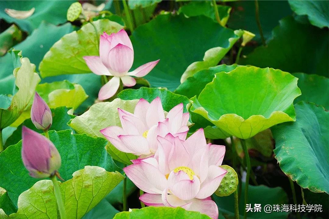 读一所校园环境和学习氛围全方位一流的大学是什么体验？