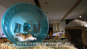 豆瓣9.1，看一次被萌一次，根本顶不住它们的可爱