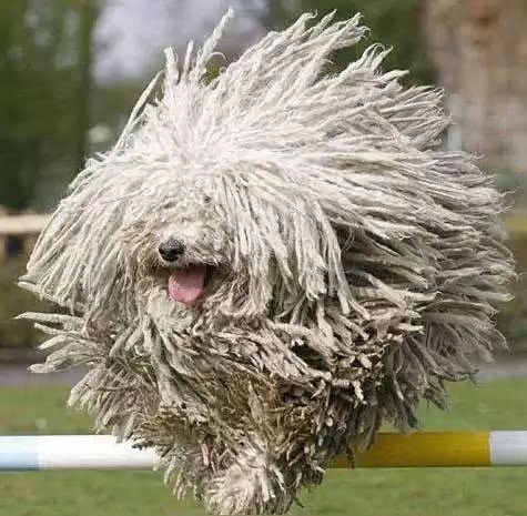 45只名犬排行,45种名犬您都认识吗