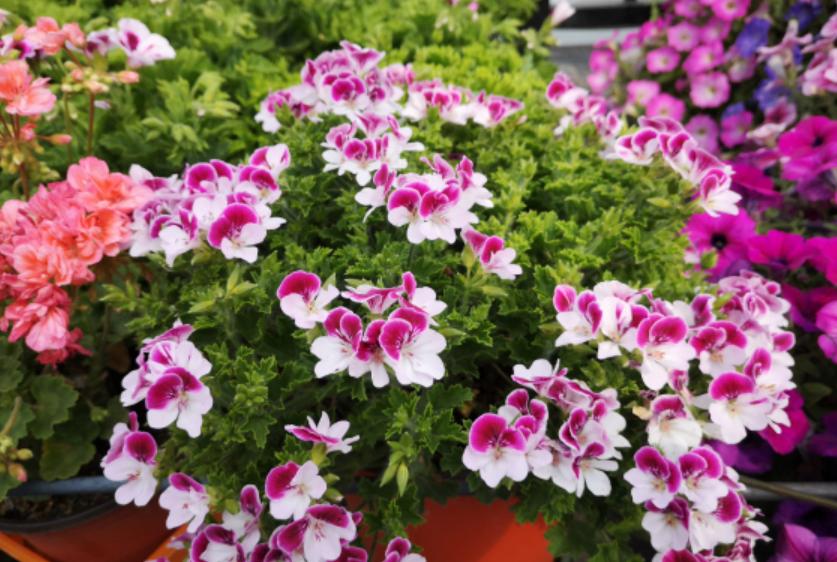 天竺竹为什么夏天不开花,天竺兰只长叶不开花怎么办