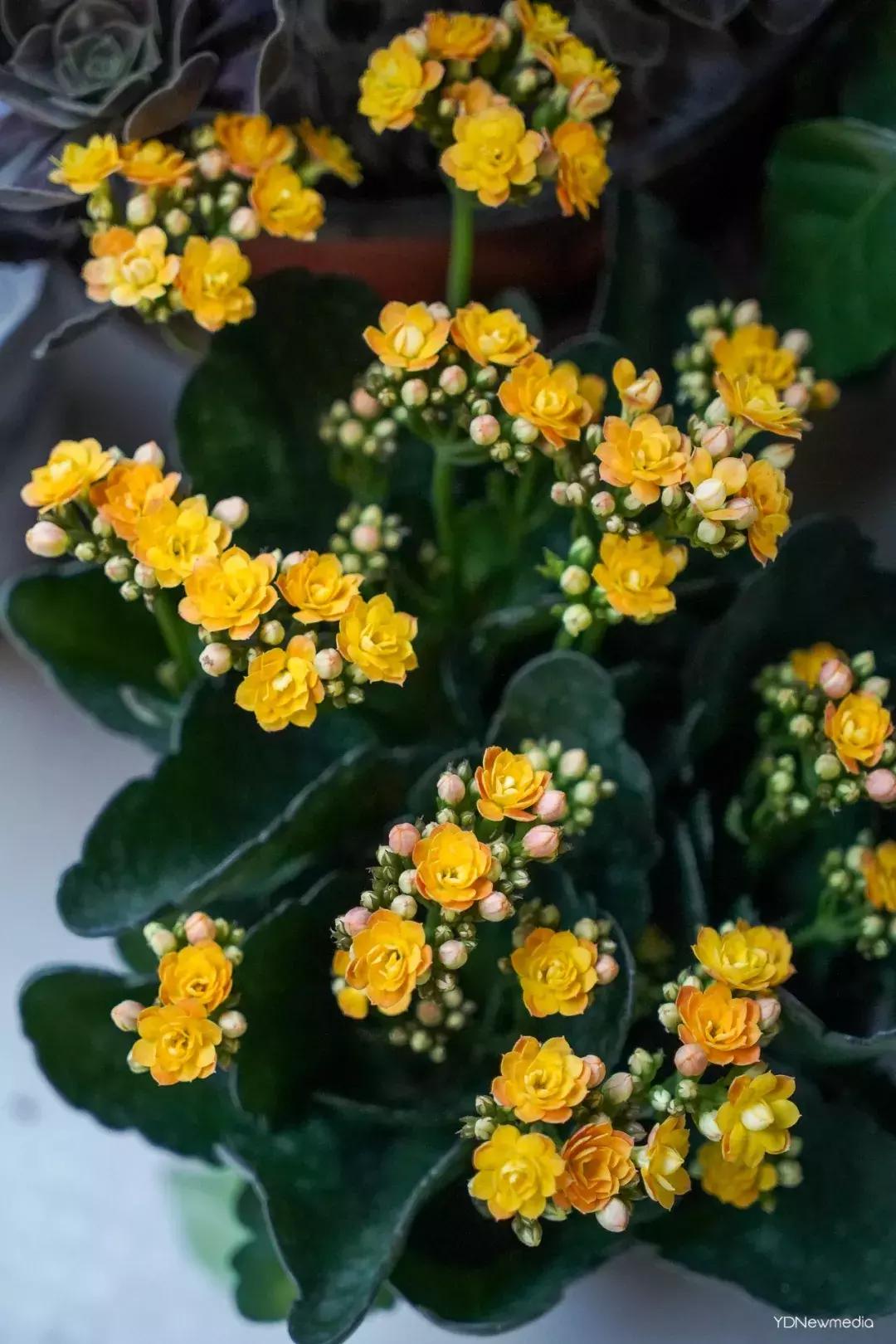 武汉哪个市场鲜花最便宜,武汉最便宜的鲜花批发市场