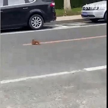 一小黄鼠狼迷路等救助，大黄鼬瞬间出现，不顾围观，叼着幼崽就逃