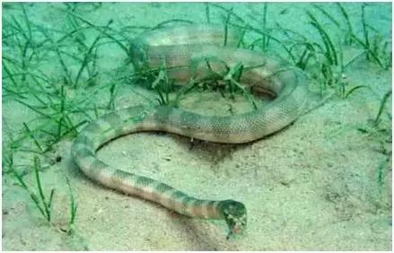 冷门种植项目又能赚钱,种养殖项目什么最赚钱