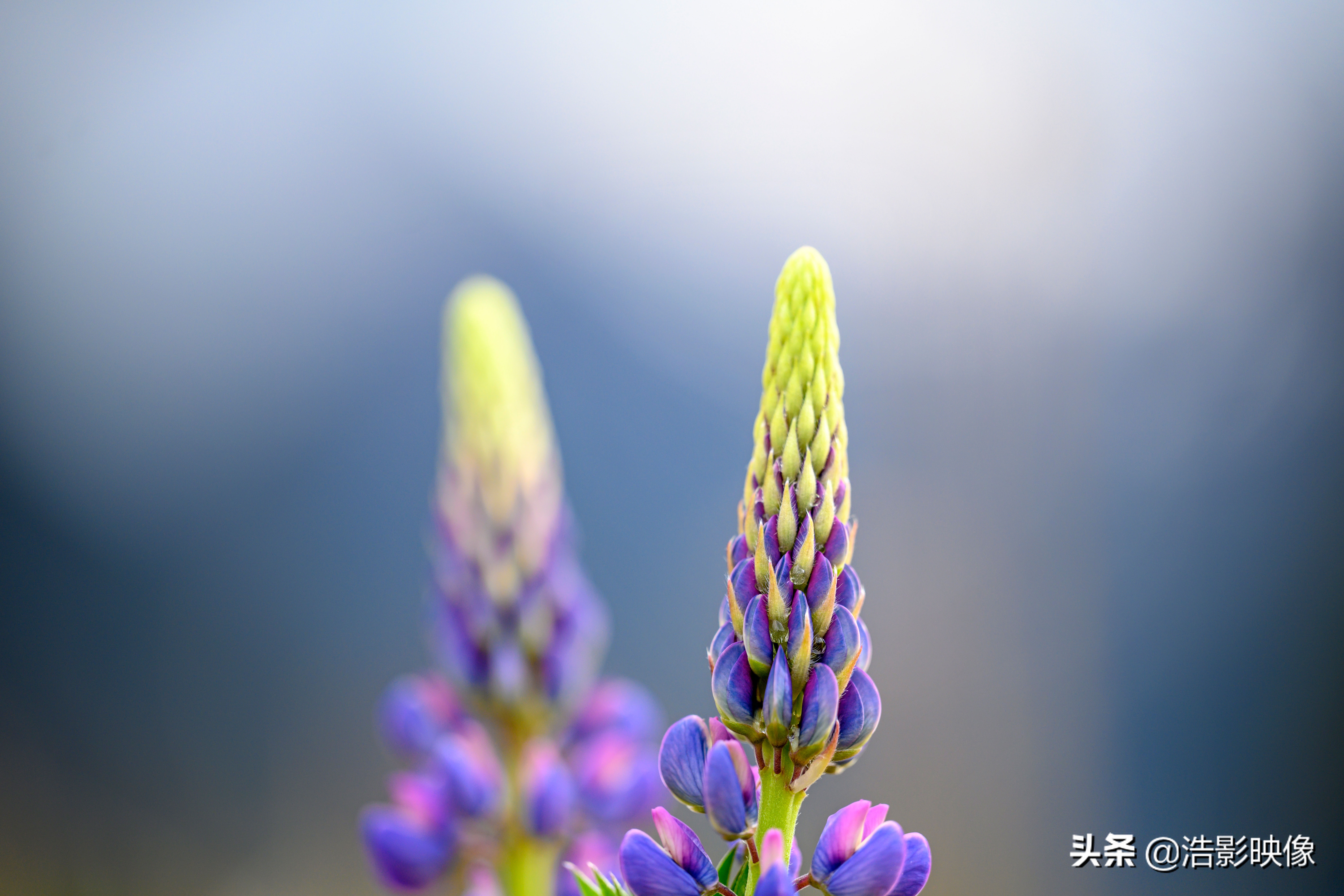 尼康镜头70200哪款最好,尼康70-200z镜头值得买