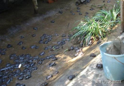 它被称为“蛙中之王”，价格年年涨，如今180元1斤，农民却不敢养