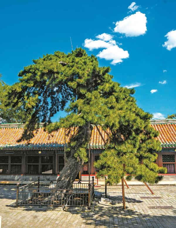 绿化景观的松树有哪些,景观园林松树林